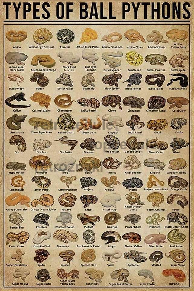 Znak Types of Ball Pythons - Retro pločevinasti napisi