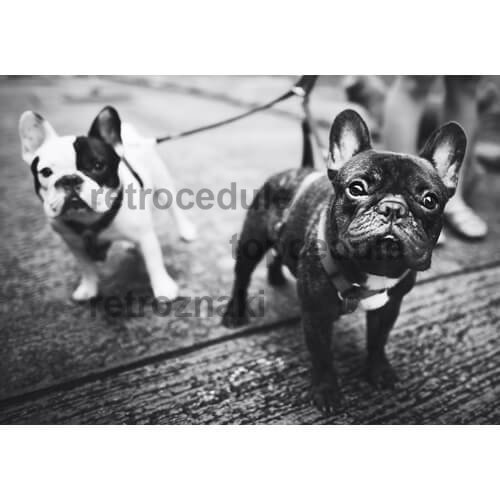 Bulldog jel Bulldog jel