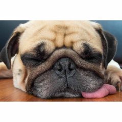 Ceduľa Pug Ceduľa Pug