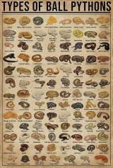 Znak Types of Ball Pythons