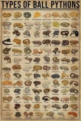 Znak Types of Ball Pythons