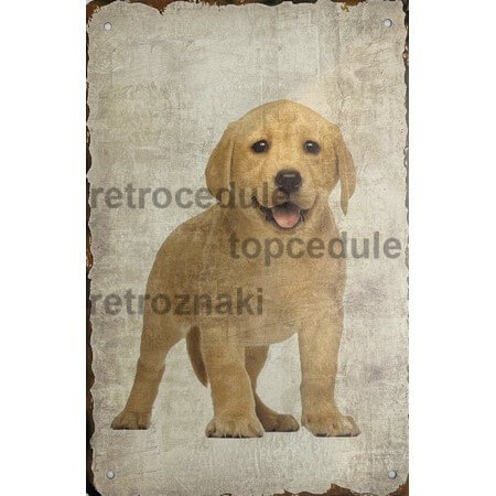 Kutya 5 jele Kutya 5 jele